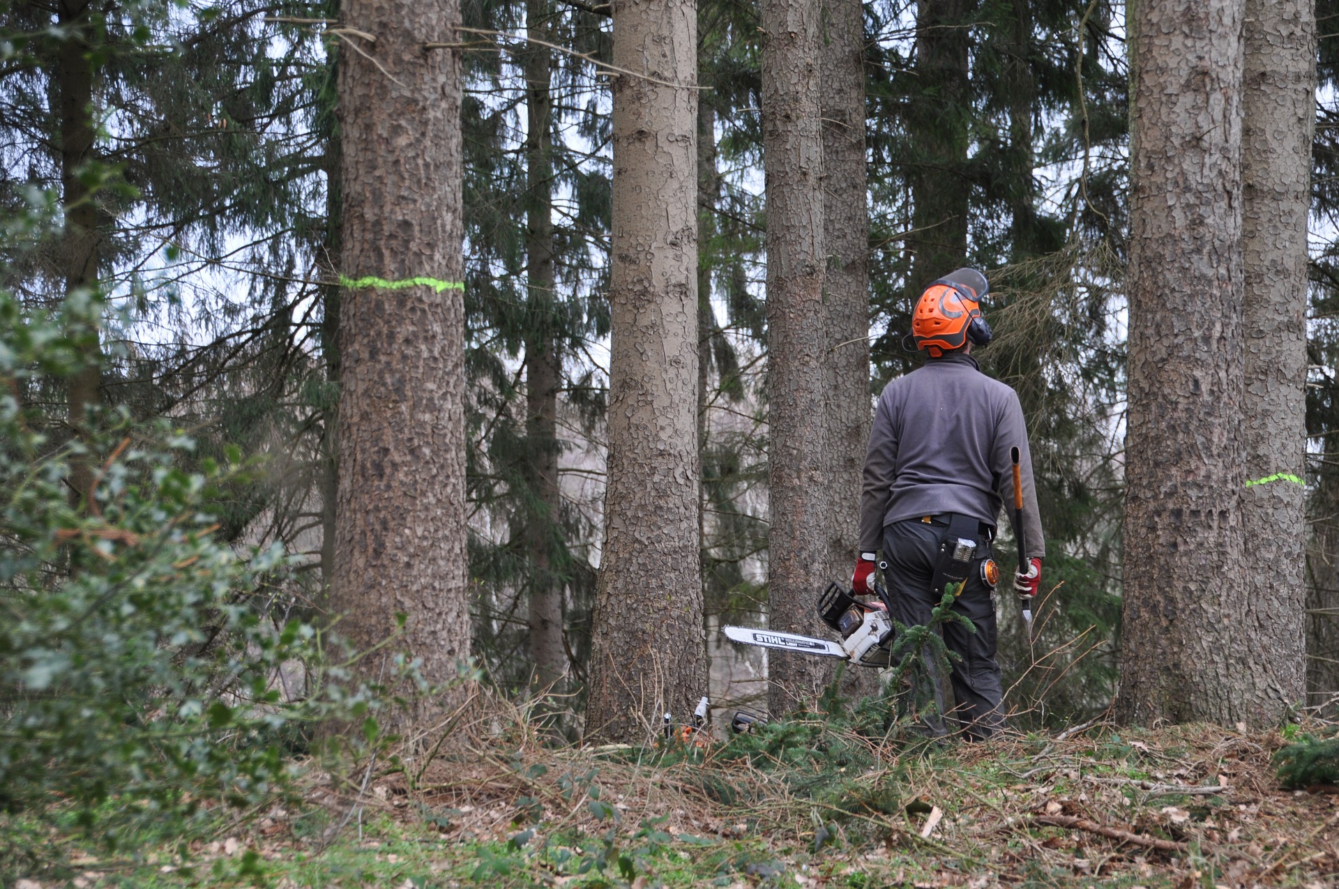 Eine Person mit Helm, Ohrenschutz und einer Motorsäge steht in einem Wald und blickt zu den Bäumen hoch.